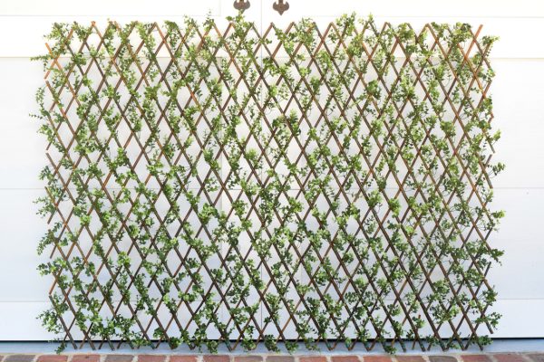 Boxwood Lattice Screen